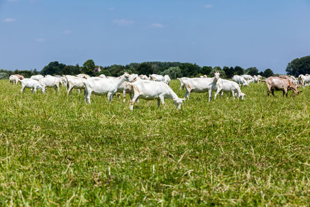 goats play and eat on the meadowの写真素材