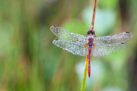 early in the morning at dawn this beautiful dragonfly spottedの写真素材