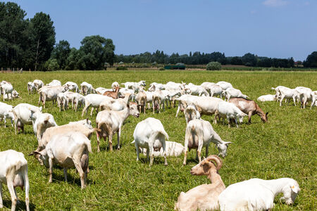 goats play and eat on the meadowの写真素材
