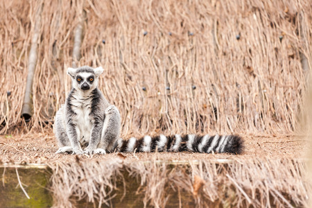 In the zoo lives an Ring-tailed lemur