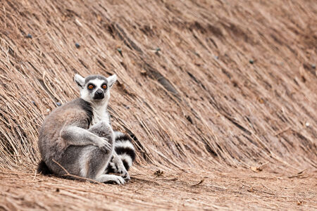 In the zoo lives an Ring-tailed lemurの写真素材
