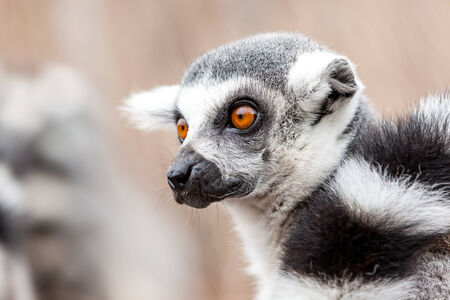 In the zoo lives an Ring-tailed lemur