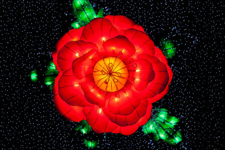 LED lighting as a velvet flower motif in the nightの写真素材