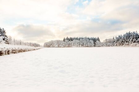 Frozen trees and snowy land at winterの写真素材