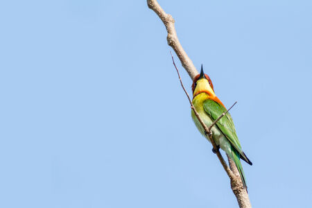 this bee eater sitting on a branch and looking upwards