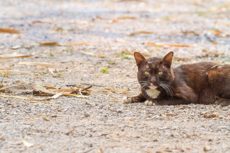 an wild cat is on the gravel and look at meの写真素材