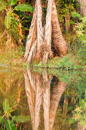at the lake with reflections of trees and palmsの写真素材