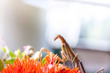 In Thailand there is a large praying mantis on a red flowerの写真素材