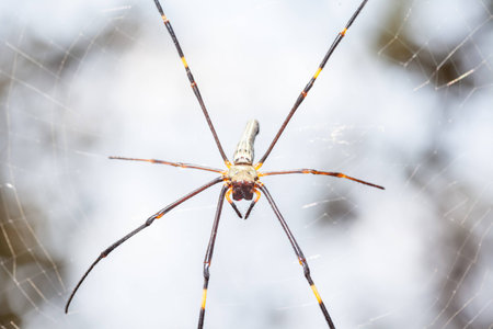 the golden silk orb weaverの写真素材