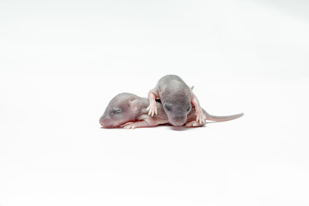 two new born baby of an mouse on whiteの写真素材
