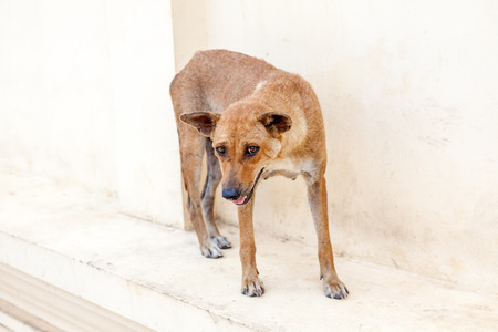 at the temple from buddha stay an street dogの写真素材
