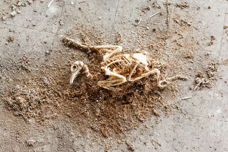 dead pigeon which is reduced to a skeletonの写真素材