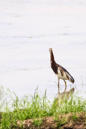 brown heron walking on the sides of the paths of the rice fields in Thailandの写真素材