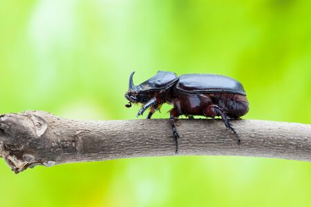 rhinoceros beetle crawling on a twig of the tree