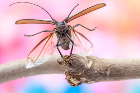 flying beetle is flying on a branch of a tree with flowers in the backgroundの写真素材