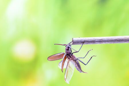 flying beetle sitting on a branch of a treeの写真素材