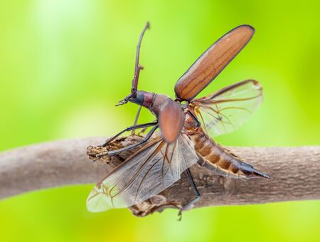 flying beetle is walking on a branch of a treeの写真素材