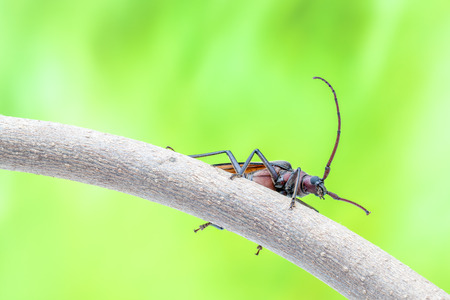 flying beetle is walking on a branch of a treeの写真素材