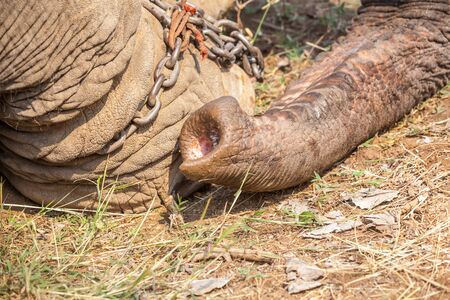 trunk of an elephant and a heavy chain on his legの写真素材