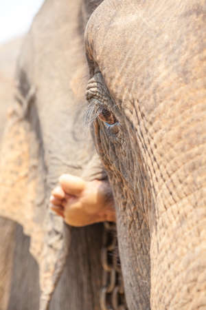 an close up of an eye of an old elephant whit an food of an riderの写真素材