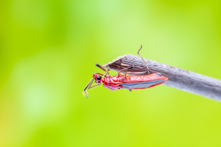 an beetle on an branch in close upの写真素材