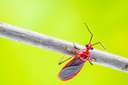 an beetle on an branch in close upの写真素材
