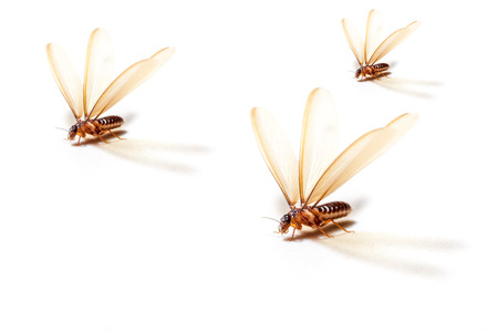 winged termites come in the evening after rainfall emerge