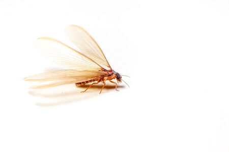 winged termites come in the evening after rainfall emerge