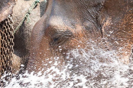 This elephant is playing with water on a hot sunny day in Thailnd