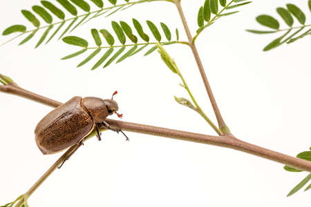 an beetle on the branch in close upの写真素材