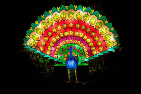 Peacock on the light festival in the nightの写真素材