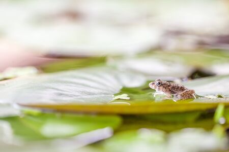 an frog sitting on a leaf of a water lily