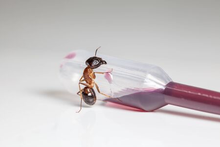 red ant formica rufa sit on an pipette whit cuberdon sauceの写真素材