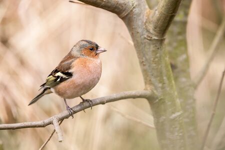 an finch on an branche in the forestの写真素材