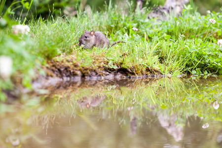 a wild rat is eating the grass on the side of the waterの写真素材