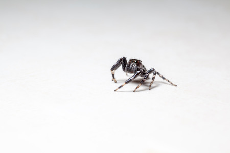 on the kitchen floor there is a Jumping spiderの写真素材