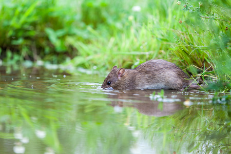 an rat drink water in the lake of the parkの写真素材