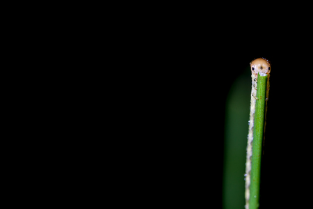 on an occasional consumption of vegetaible  stalk is a caterpillarの写真素材