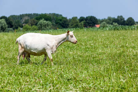 goat walks on the field in the sunの写真素材