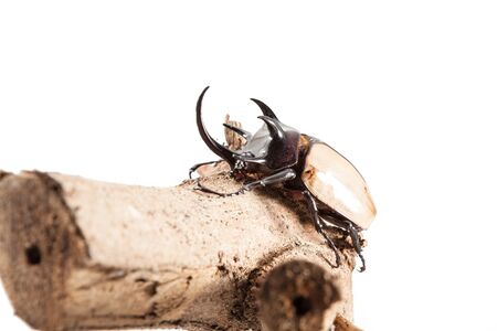 5-Horned Rhinoceros Beetle, Eupatorus gracilicornis beetle