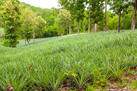 In Thailand there are several pineapple fieldsの写真素材