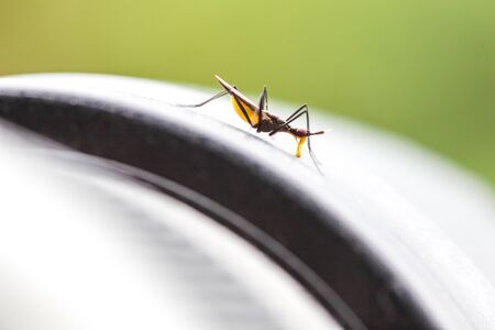 in the rain forest I was photographing when a Klain bug landed on my lens and licking the hoodの写真素材