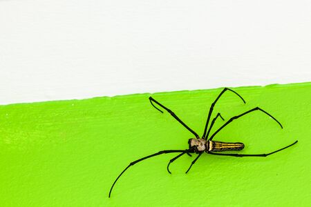 the head with its fangs of a golden silk orb-weaver spiderの写真素材