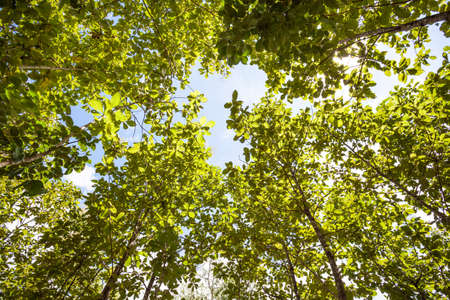 in the forest of Thailand on an beautiful day from tree topsの写真素材