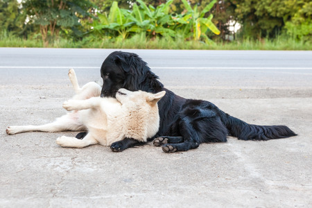 at the road in Thailand playing two street dogsの写真素材