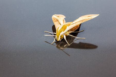 an Giant Arum hawk moth on an black polish titleの写真素材