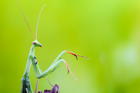 an green mantis crawling over a branch of a tree