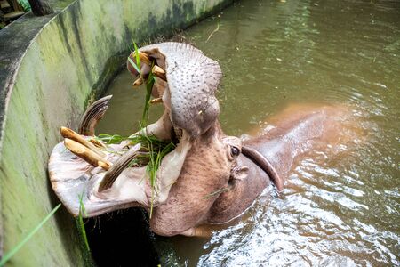 an close up of a hippo in the water