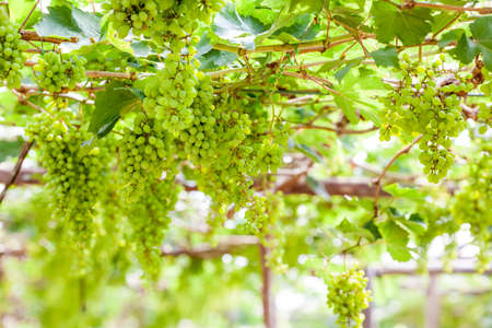 in the yard there is a grape treeの写真素材