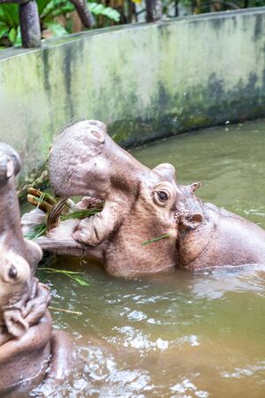 an close up of a hippo in the waterの写真素材